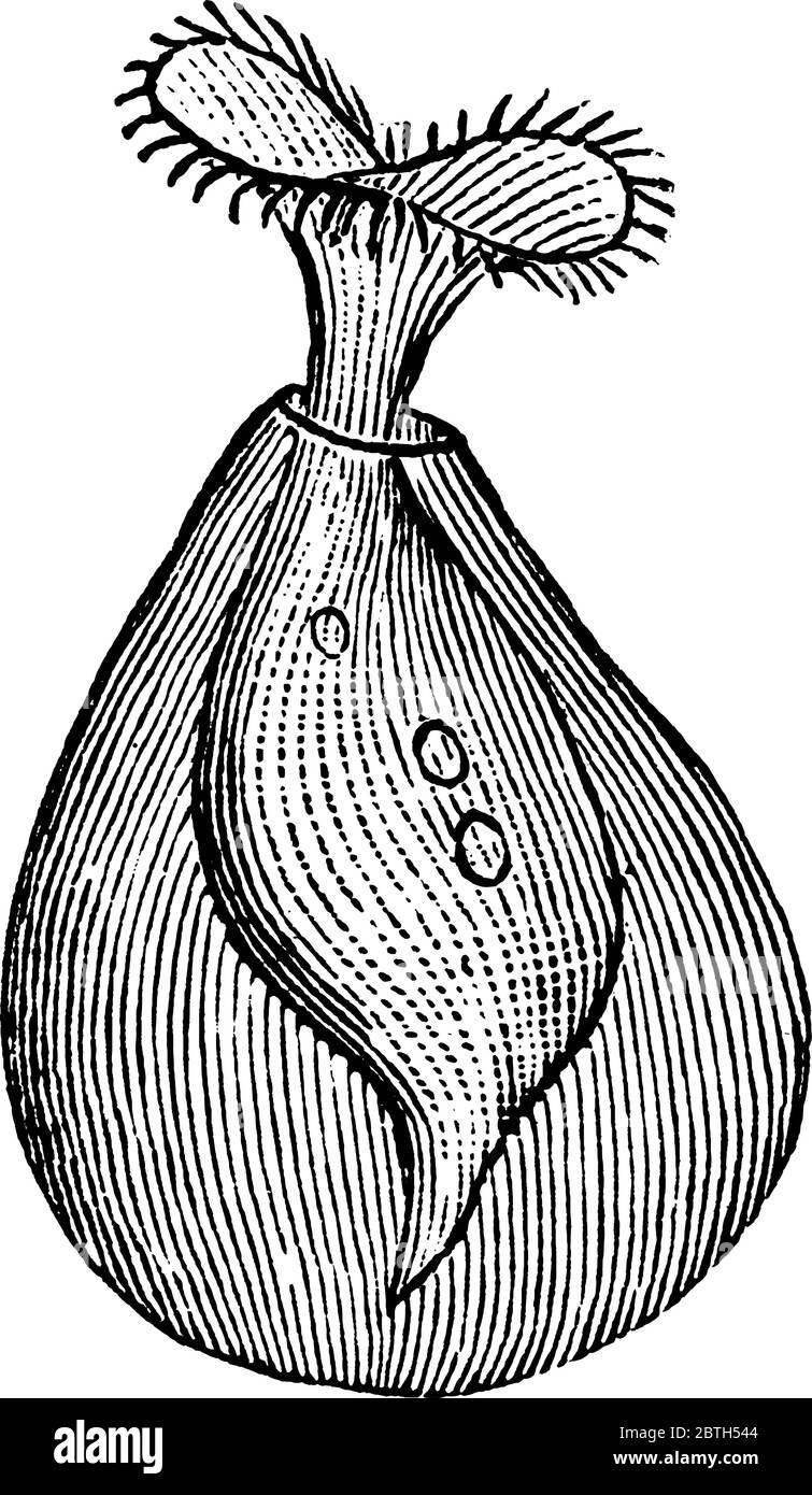 Tromba animalcole, sono un genere di filter-feeding, eterotrofici ciliati, rappresentativi degli eterotrichi, disegno di linea d'annata o incisione Illustrazione Vettoriale