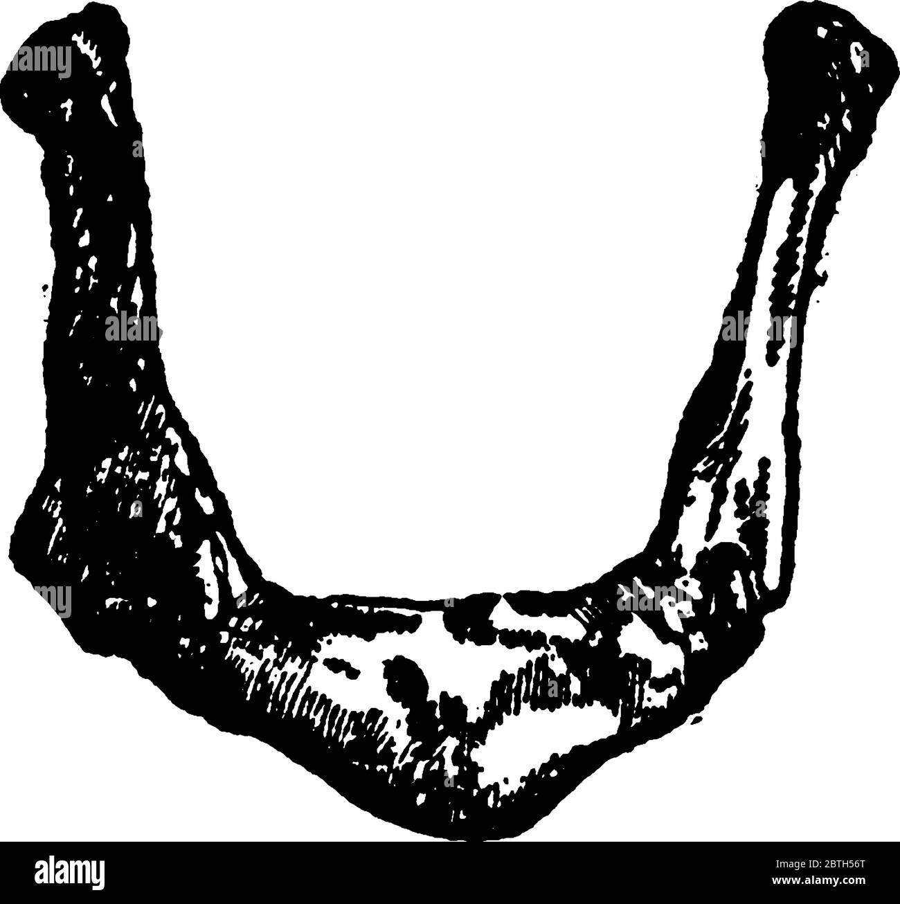 Un osso isolato a forma di "U" che giace davanti alla gola, appena sopra la mela di Adamo. Supporta la linguetta e fornisce il fissaggio ad alcuni dei suoi nu Illustrazione Vettoriale