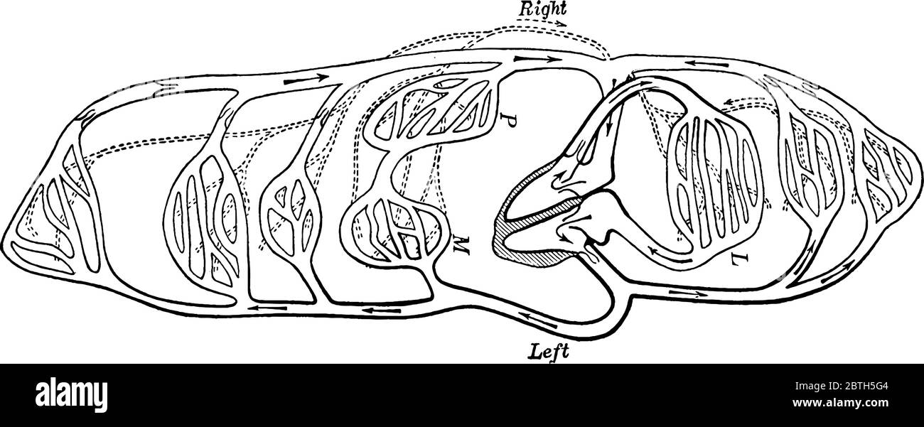 Una rappresentazione tipica dei vasi cardiaci e dei vasi sanguigni, con le parti etichettate come L, M e P, che rappresentano rispettivamente il polmone, l'intestino e il fegato; do Illustrazione Vettoriale