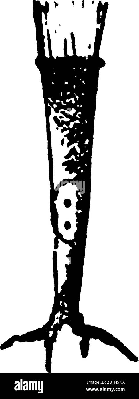 Questi sono tessuti sottili che hanno ciglia o strutture simili ai capelli, per aiutare le particelle a spostarsi fuori dal corpo, disegno di linee vintage o illustrazione di incisione. Illustrazione Vettoriale