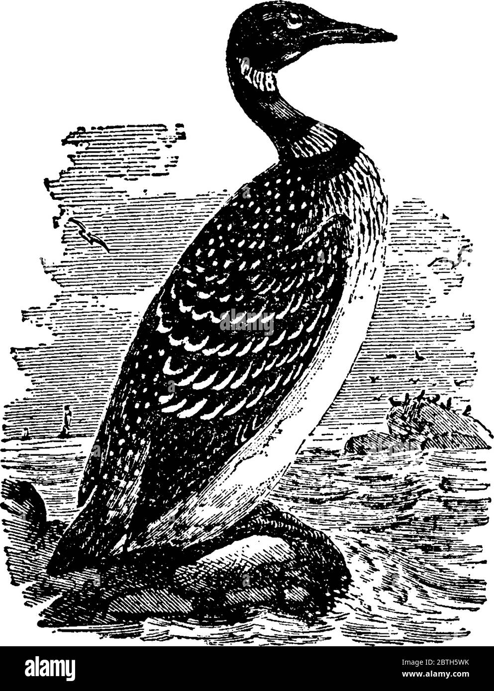 Grande uccello Northern Diver, un grande membro del loon, o subacqueo, famiglia, disegno di linea vintage o illustrazione di incisione. Illustrazione Vettoriale