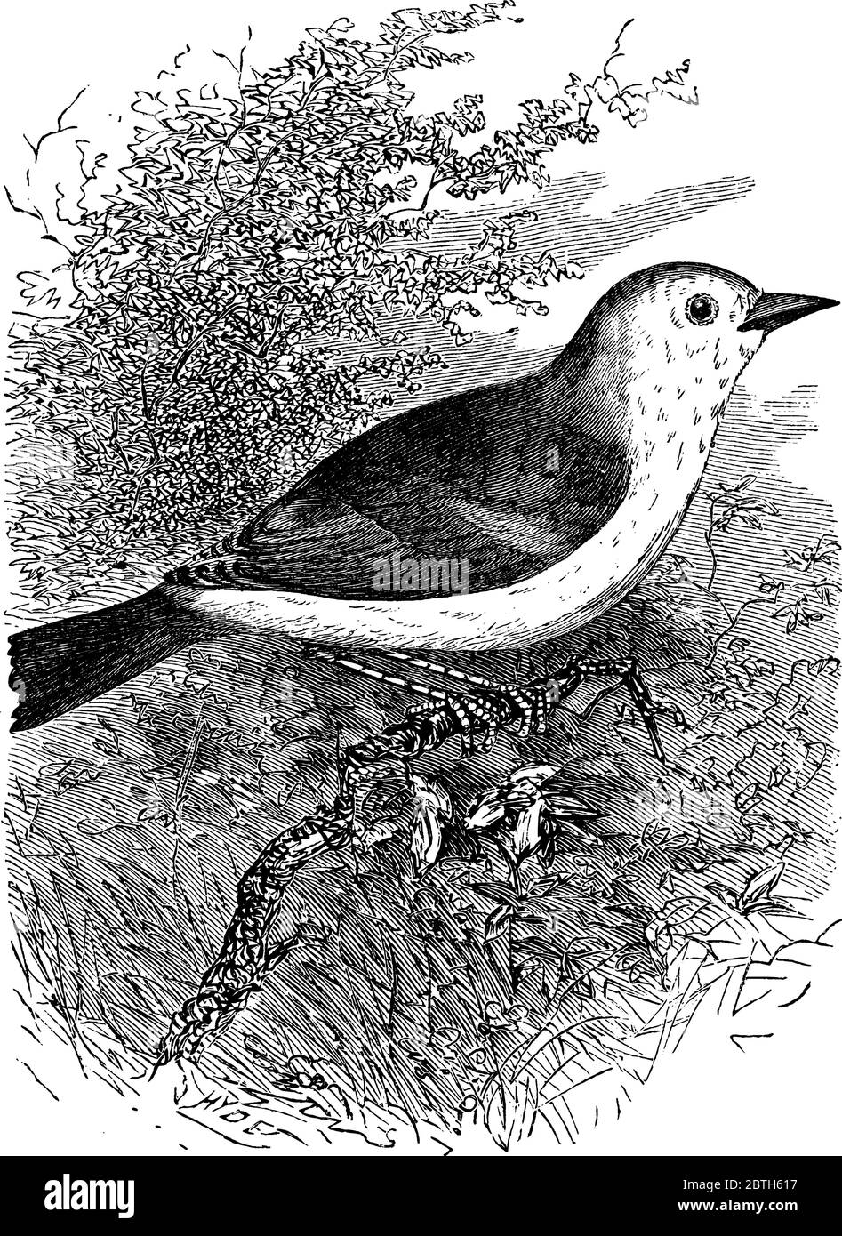 Il Blackbird è una specie di vero thrush della famiglia Turdidae, chiamato anche Blackbird eurasiatico., disegno di linea vintage o illustrazione di incisione. Illustrazione Vettoriale