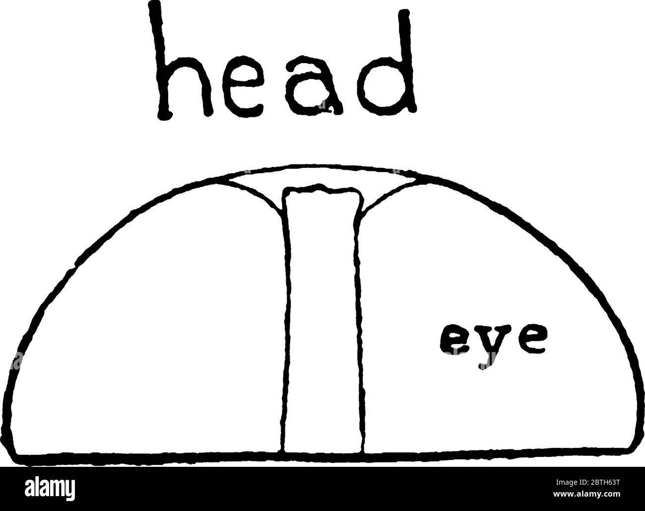 Horse Fly è il membro del genere Tabanus, con deboli macchie di fumo sulle ali. Questa figura rappresenta la testa del volo del cavallo, disegno di linea vintage Illustrazione Vettoriale