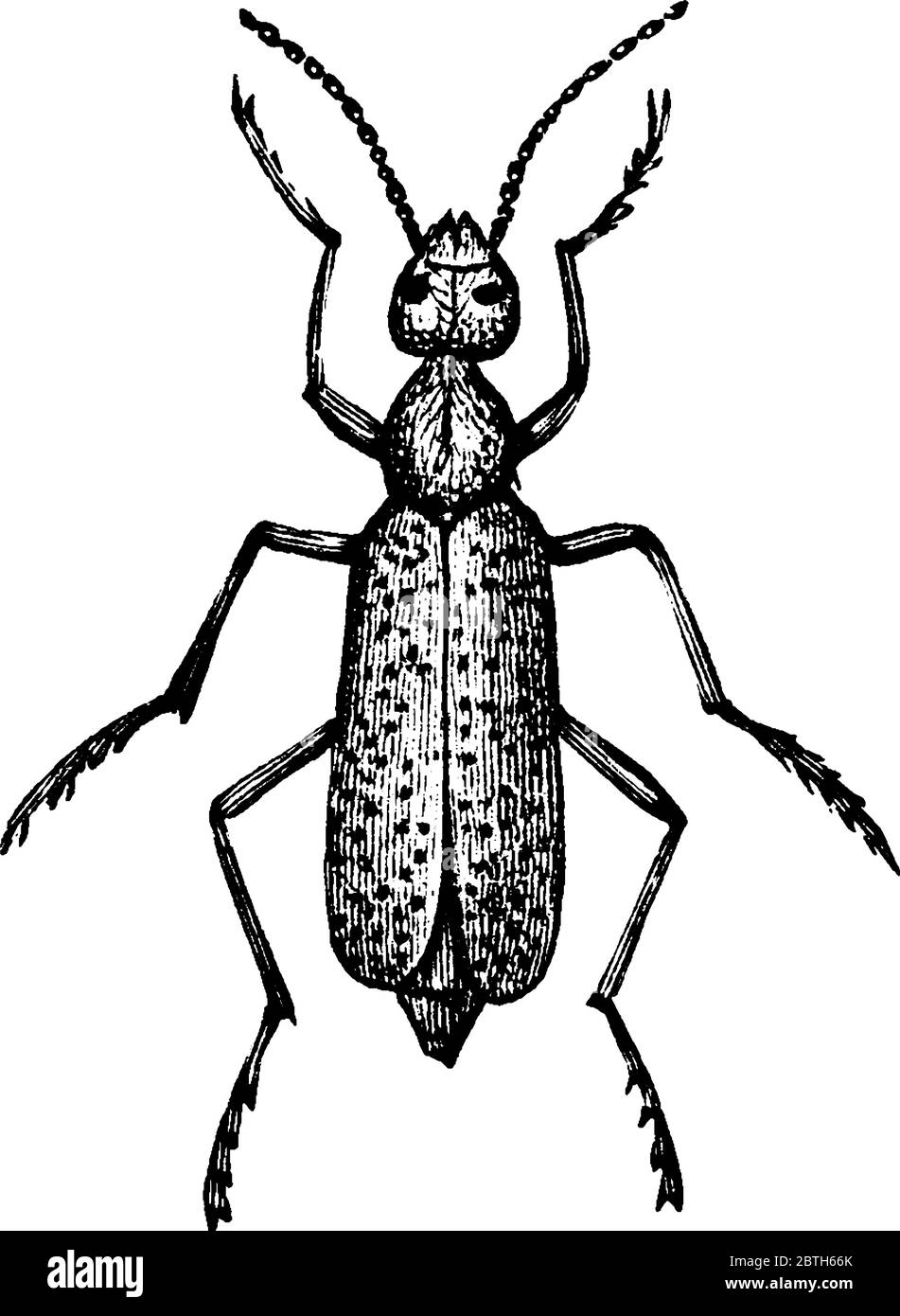 Una specie di vescicole nella famiglia Meloidae, disegno di linea d'annata o illustrazione dell'incisione. Illustrazione Vettoriale
