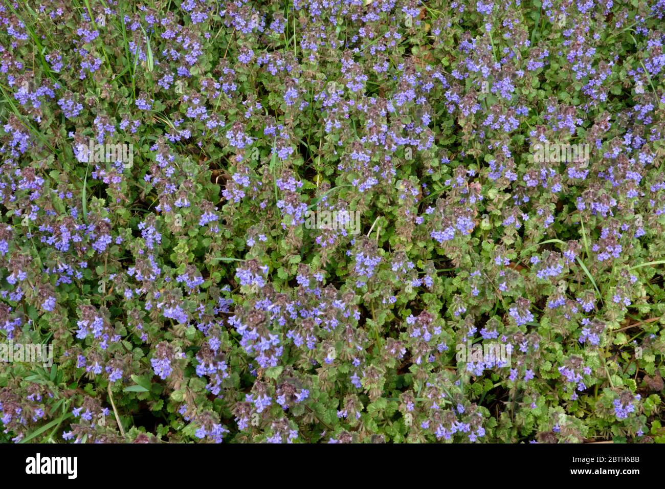 Lussureggiante copertina di groud-Ivy, fiorente con centinaia di piccoli fiori bluastro-violacei Foto Stock