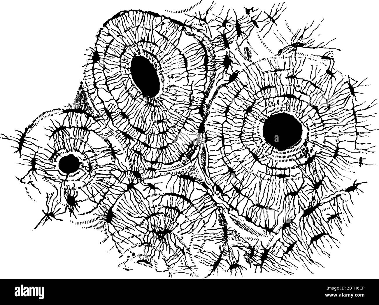 Un piccolo pezzo di osso, macinato molto sottile e molto ingrandito, disegno di linea vintage o illustrazione di incisione. Illustrazione Vettoriale