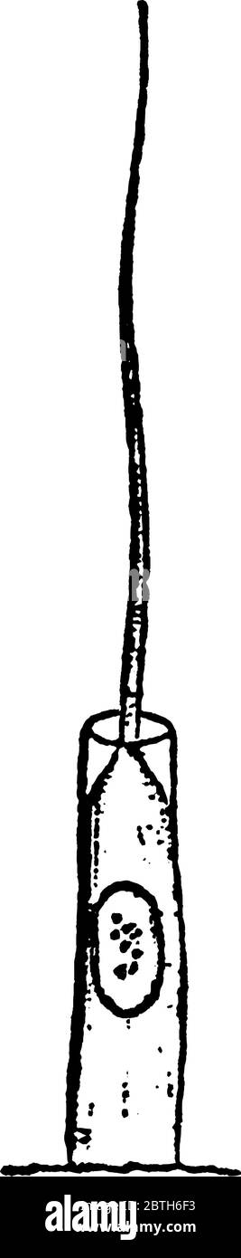 Una cellula ciliata con un grosso cilium, tessuti sottili che ha una lunga ciglia o strutture simili ai capelli, per aiutare le particelle a spostarsi fuori del corpo, vintage l Illustrazione Vettoriale