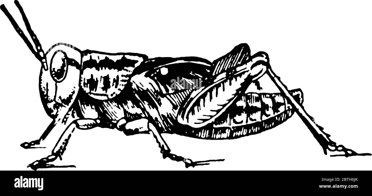 Ciclo di vita della Locust fase cinque, a causa della morbidezza delle loro ali, i formoni finali delle ninfe non sono in grado di volare., disegno di linea vintage o engra Illustrazione Vettoriale