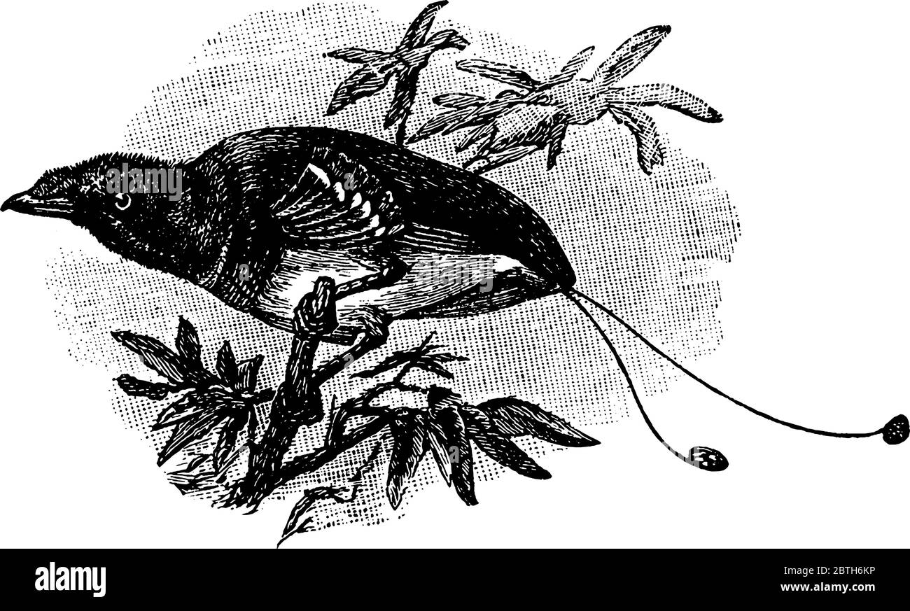 Il re uccello del paradiso (Cicinnurus regius) è un uccello passerino della famiglia dei Paradisaeidae. Un uccello 6 a 7 pollici di lunghezza di fl Illustrazione Vettoriale