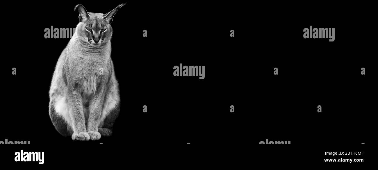 Modello di caracale in B&N con sfondo nero Foto Stock