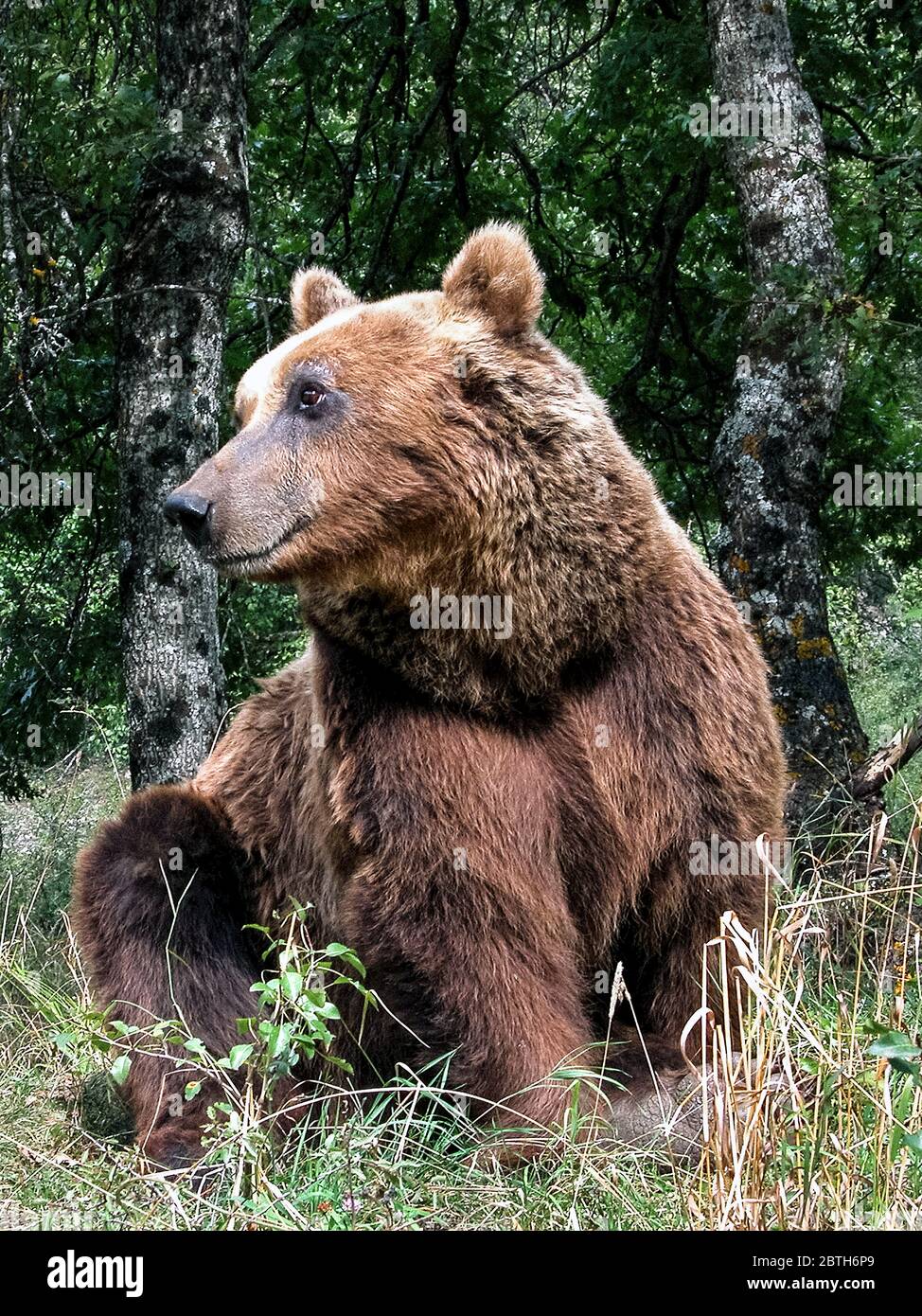 Italia Parco Nazionale d'Abruzzo - Monte Marsicani - Orso marsicano ( Ursus arctos marsicanus ) - condizione controllata Foto Stock