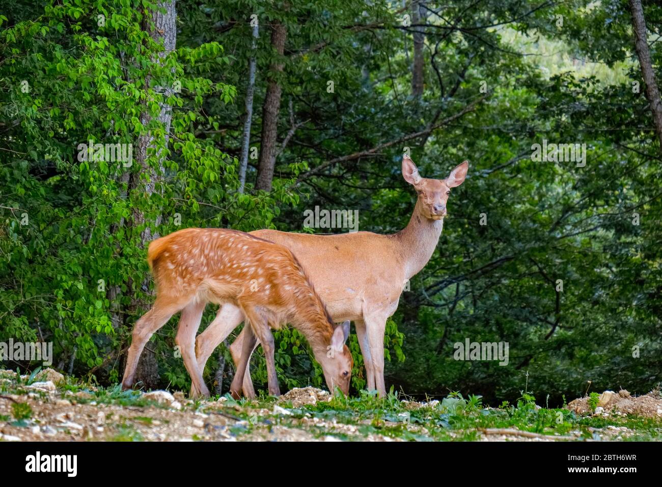 Cervi femmina Italia - Parco Nazionale d'Abruzzo - Monte Marsicani - cervi femmina ( Cervus elaphus ) Foto Stock