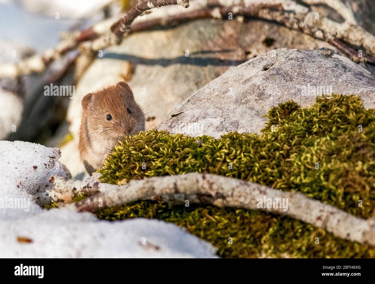 Italia - Parco Nazionale d'Abruzzo - Monte Marsicani - Vole rossastre ( Myodes glareolus ) Foto Stock