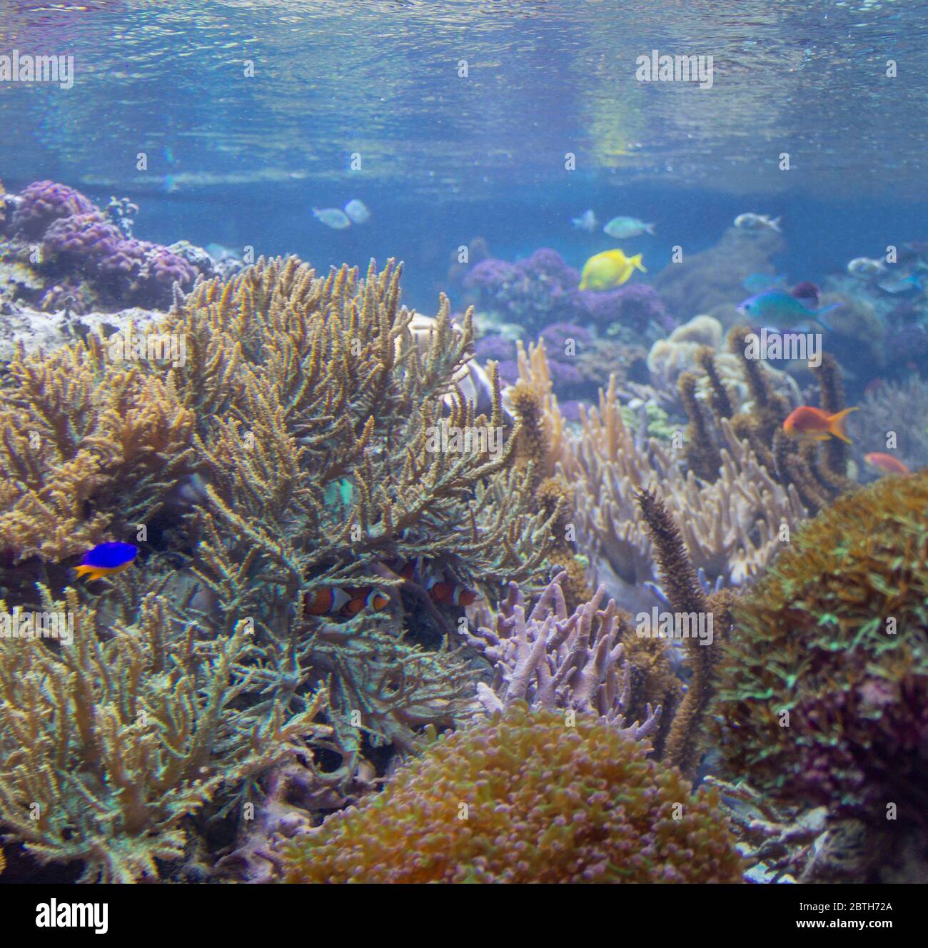 colorato paesaggio della barriera corallina con molti coralli, anemoni marini e pesci diversi Foto Stock