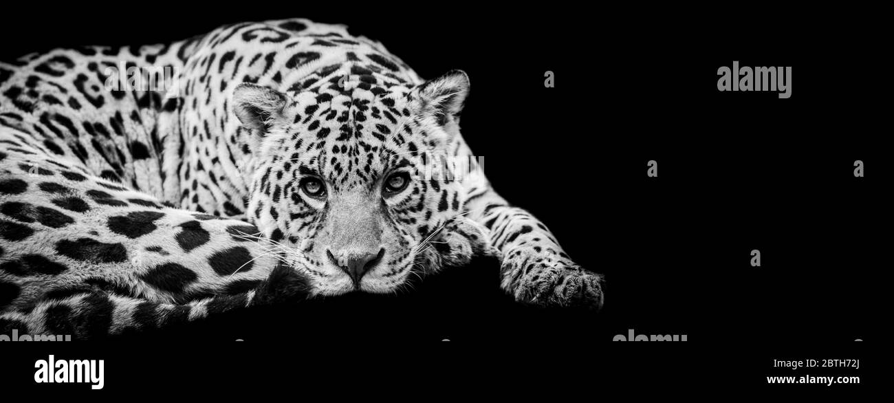 Modello Jaguar in bianco e nero con sfondo nero Foto Stock