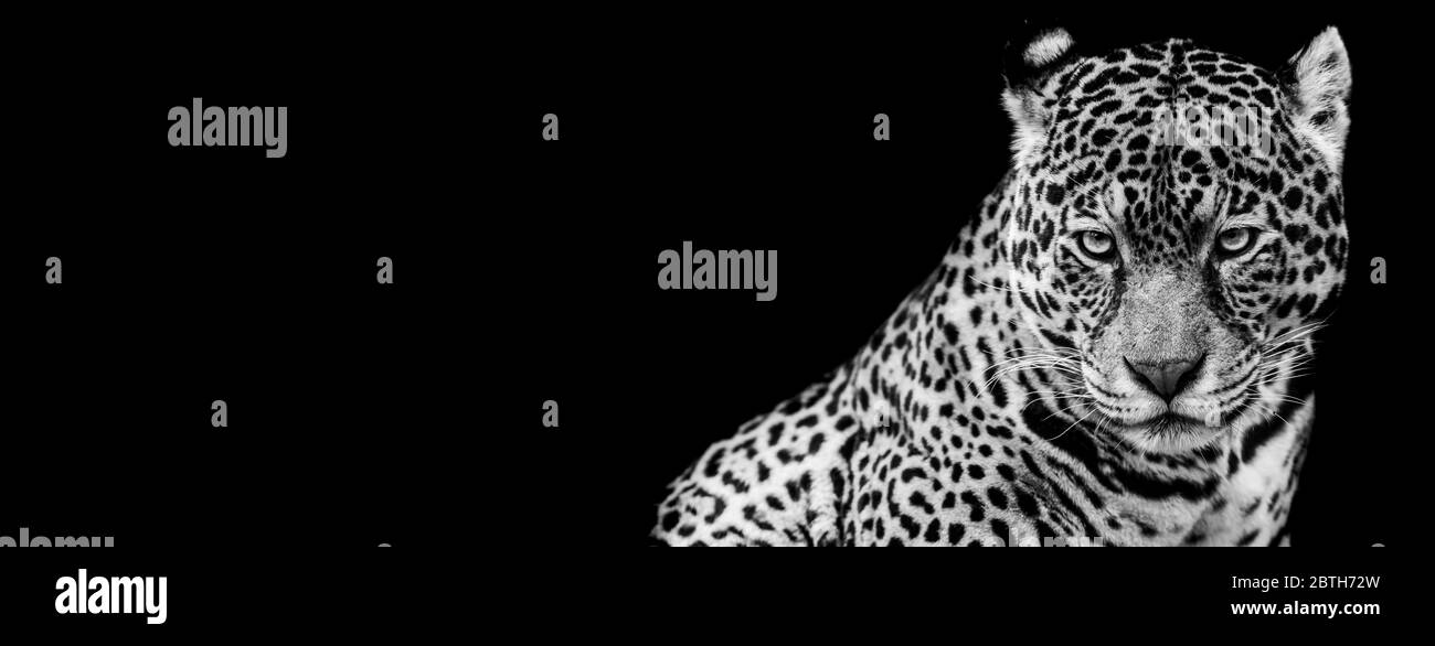 Modello Jaguar in bianco e nero con sfondo nero Foto Stock