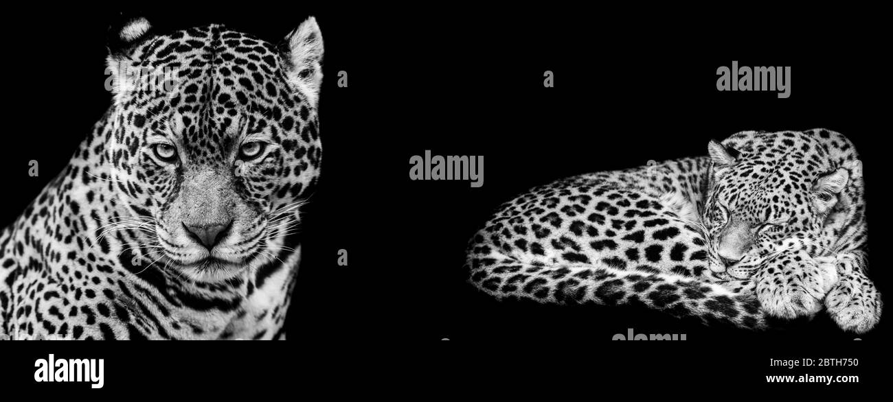 Modello Jaguar in bianco e nero con sfondo nero Foto Stock