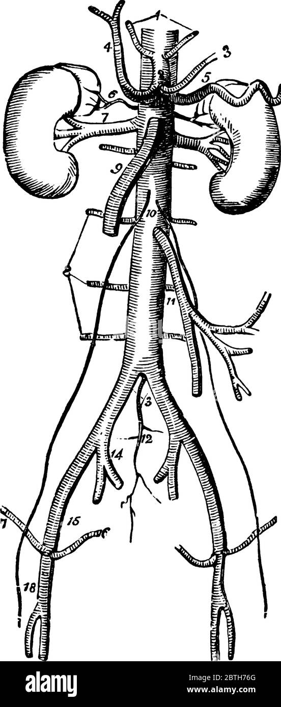 Le arterie trunk sono i vasi sanguigni che prelevano sangue ricco di ossigeno dal cuore ai tessuti del corpo, al disegno di linee vintage o all'incisione Illustrazione Vettoriale