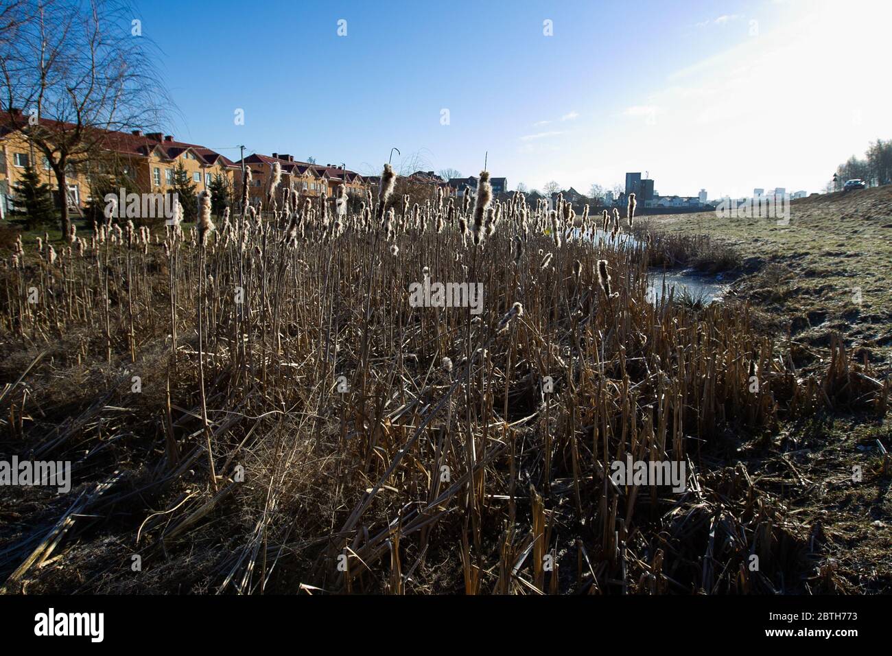 paesaggio invernale con canne e vista sulla città Foto Stock