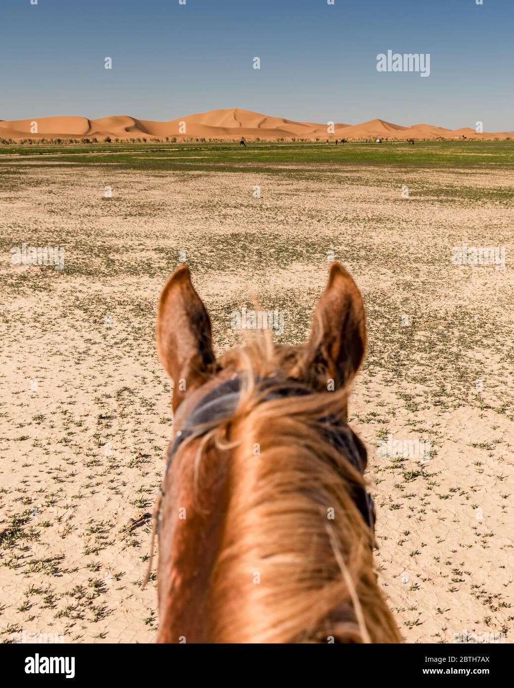 Un cavallo che ammira un paesaggio desertico Foto Stock
