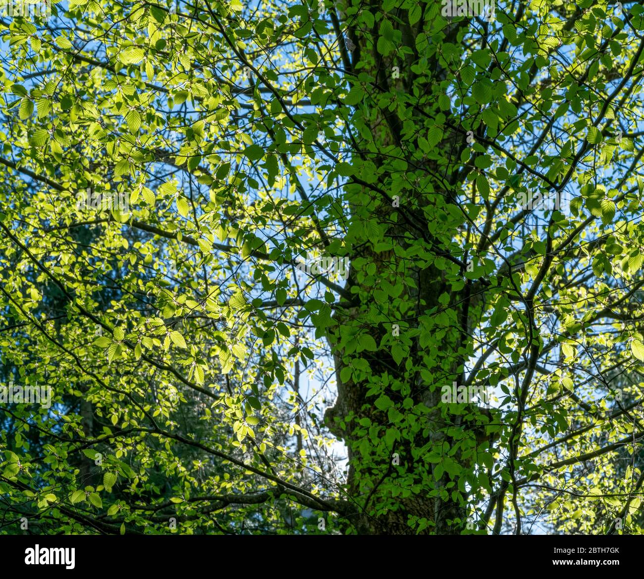 paesaggio soleggiato e illuminato nella foresta all'inizio della primavera Foto Stock