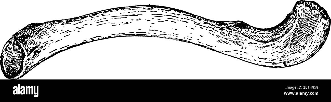 Una rappresentazione tipica della porzione anteriore della cintura di spalla, dell'osso della clavicola umana, del disegno di una linea d'annata o dell'illustrazione dell'incisione. Illustrazione Vettoriale