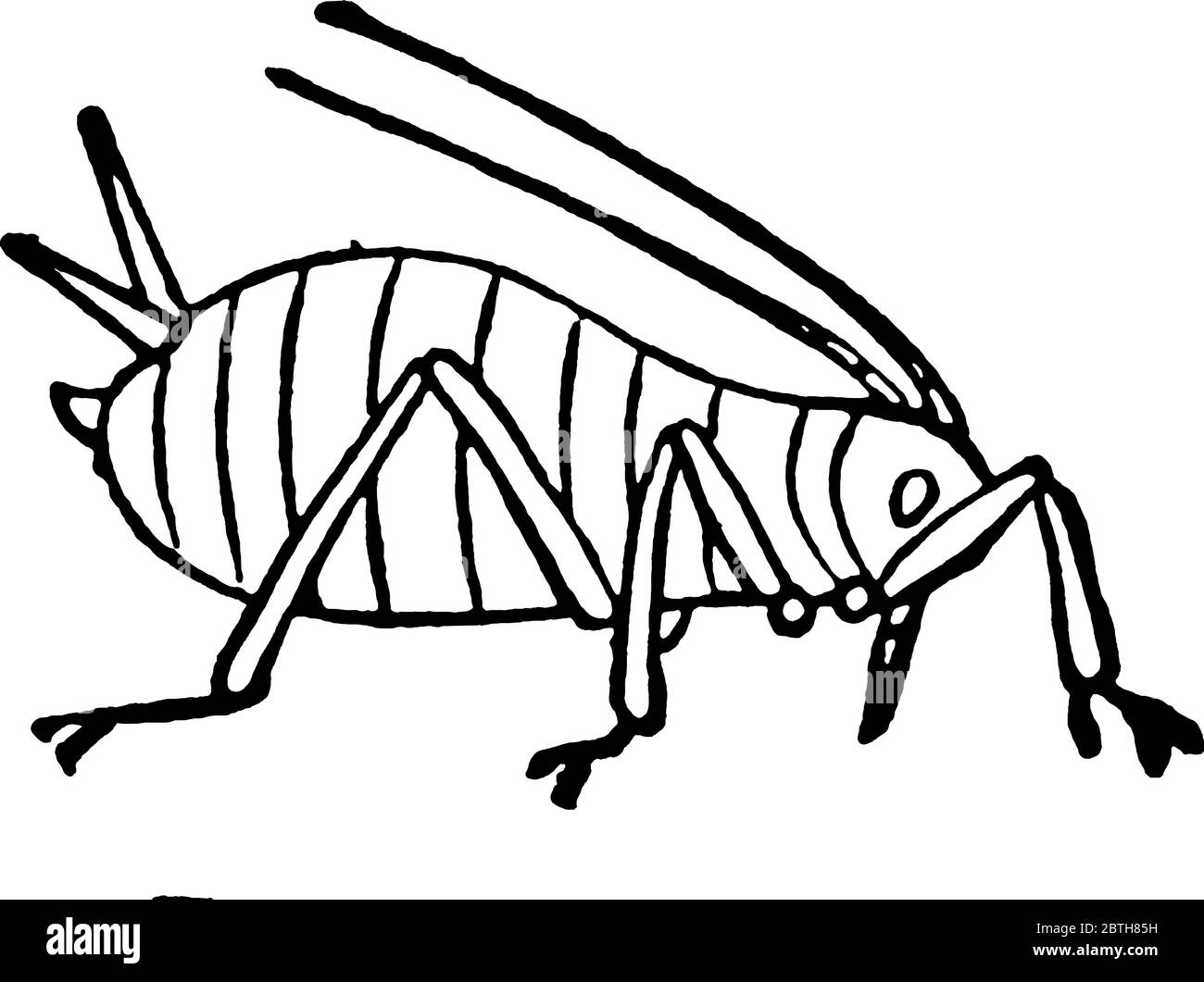 Gli afidi sono piccoli insetti succhianti-sap della famiglia Aphidoidea, anche chiamato pian louse., disegno di linea vintage o illustrazione di incisione. Illustrazione Vettoriale