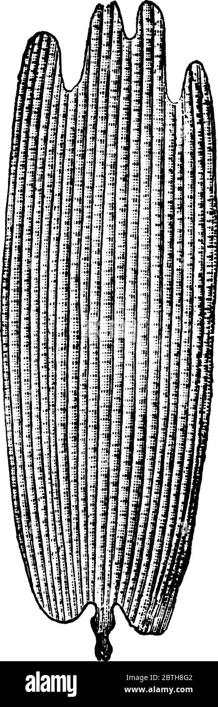 Le scale, dalle ali della farfalla, Vanessa antiopa, disegno di linea vintage o illustrazione di incisione. Illustrazione Vettoriale