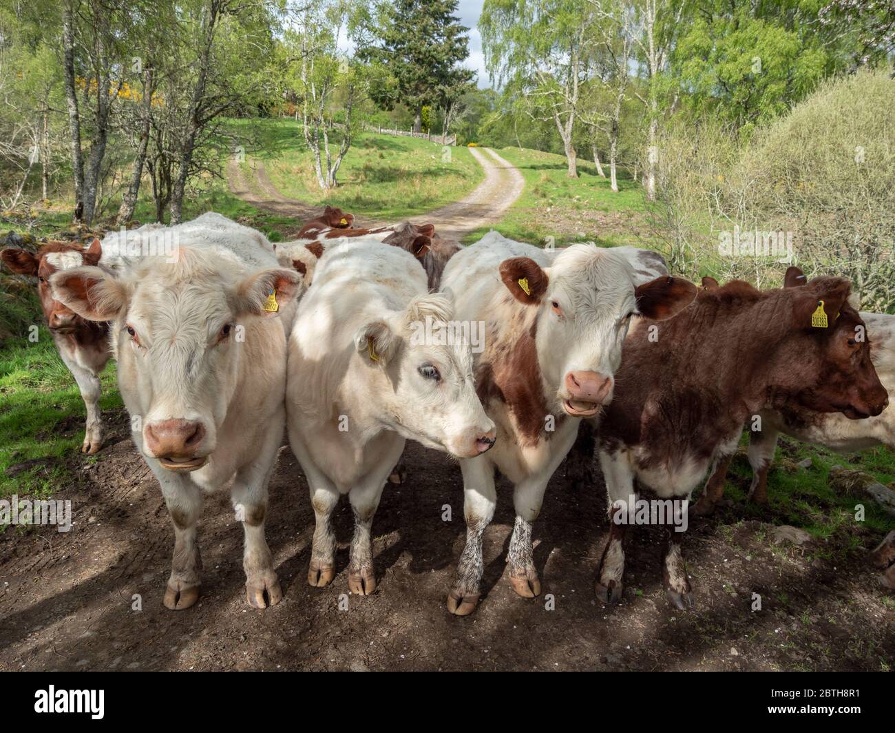 Mucche in una fattoria fiancheggiata da un cancello nella regione di Highland, Scozia Foto Stock