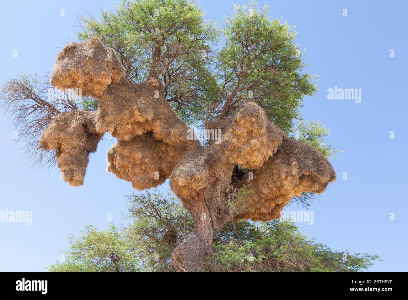 Nido del tessitore socievole (Philetairus socius) in albero di spina di cammello (Vachellia erioloba) Kgalagadi Transbonier Park, Capo del Nord, Sudafrica. Foto Stock