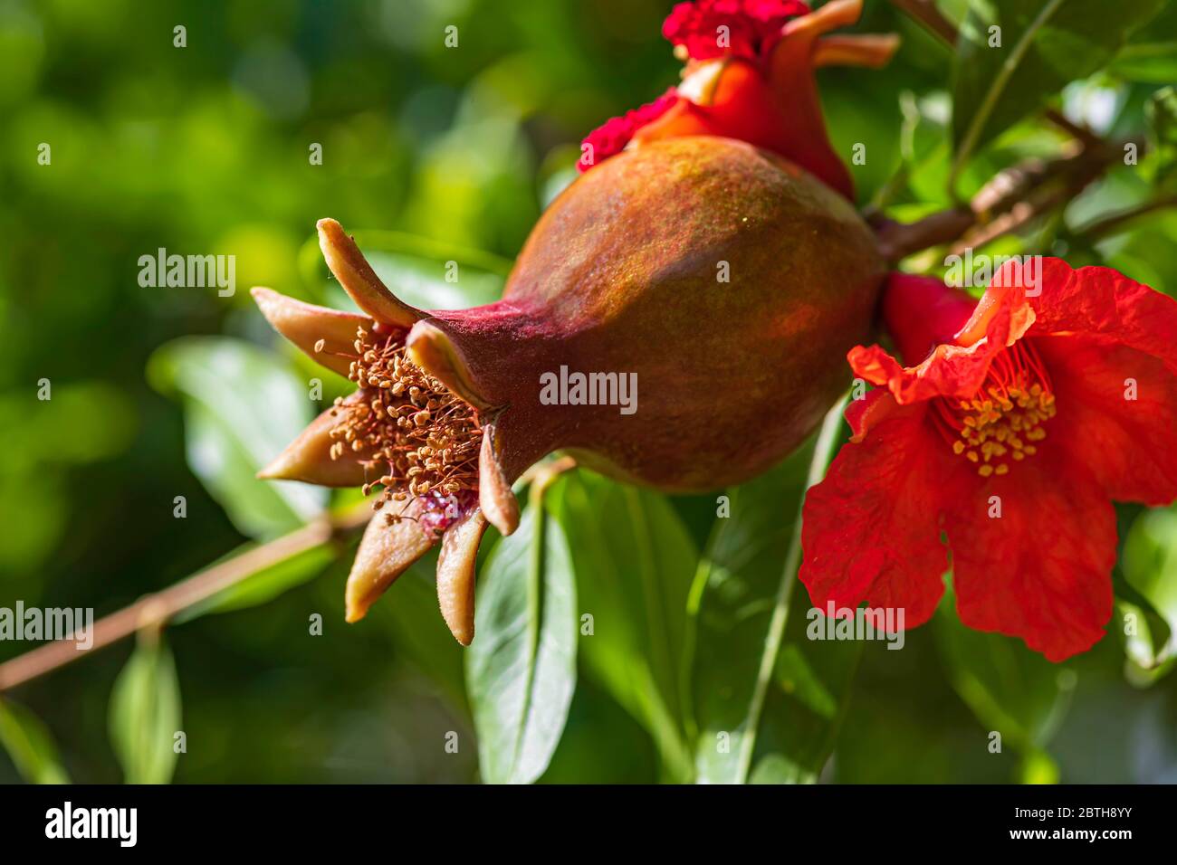 Giovane frutta immatura e fiore di melograno da vicino su uno sfondo di verde fogliame Foto Stock
