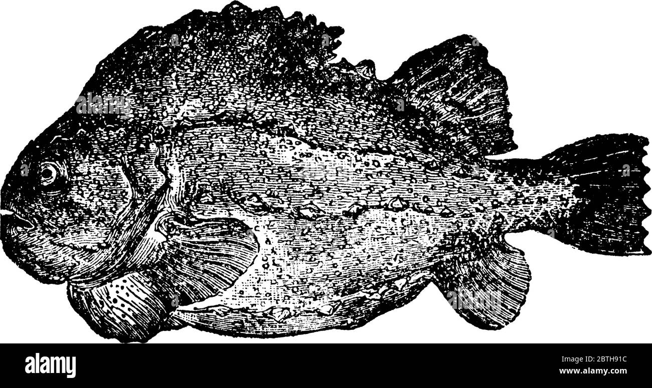 Il Pesce di massa prende il nome dalla consistenza della sua forma. La schiena è arcuata e affilata, la pancia piatta, il corpo ricoperto da numerosi tubercoli ossei, t Illustrazione Vettoriale