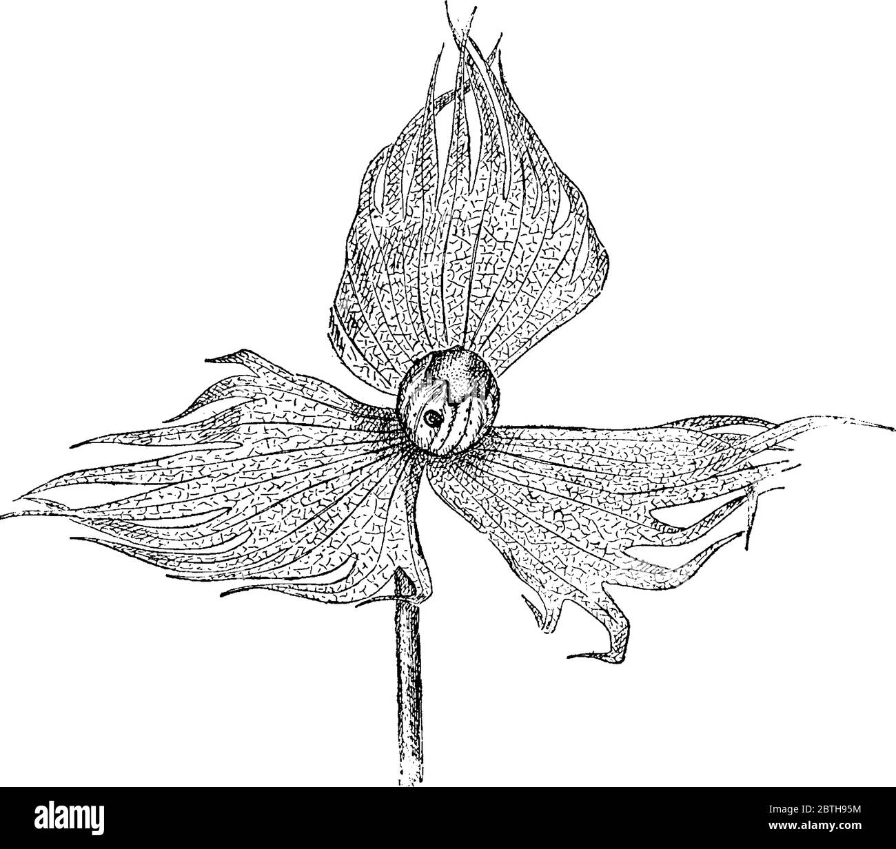 Un quadrato di cotone forato da un boll-weivil e una svasatura di braces. Il boll weevil (Anthonomus grandis) è un coleottero che si nutre di gemme di cotone e fl Illustrazione Vettoriale