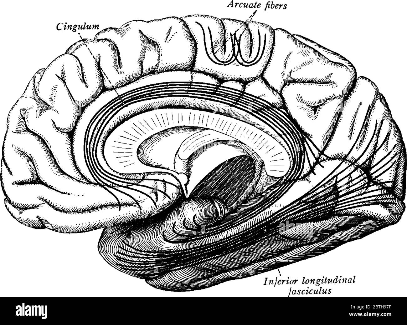 Una rappresentazione tipica della corteccia cerebrale, i tratti di associazione più importanti del cervello. Le fibre sono proiettate sul mesiale (mediale) Illustrazione Vettoriale