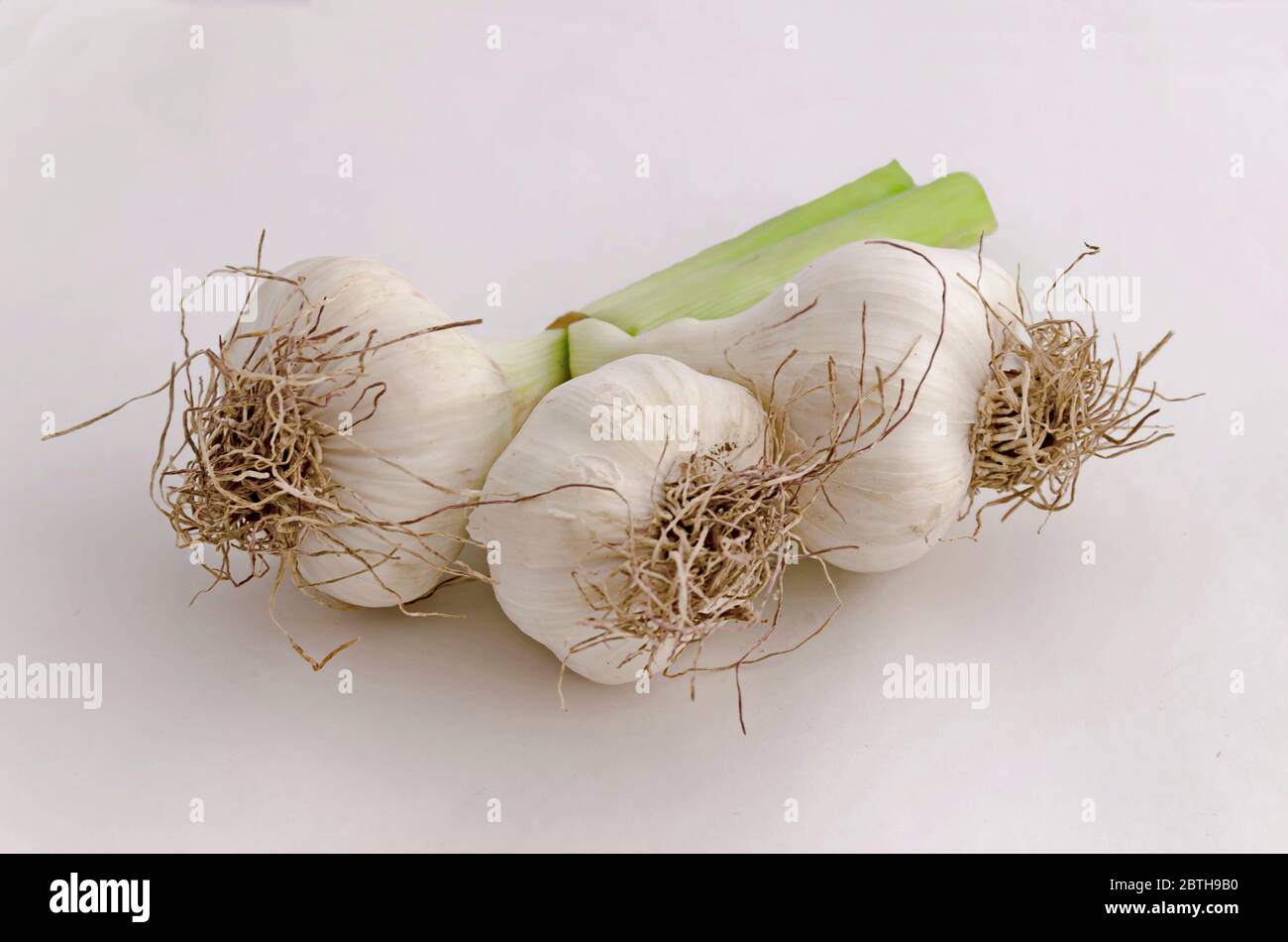 Mazzo di teste di aglio fresco su sfondo bianco, Sofia, Bulgaria Foto Stock