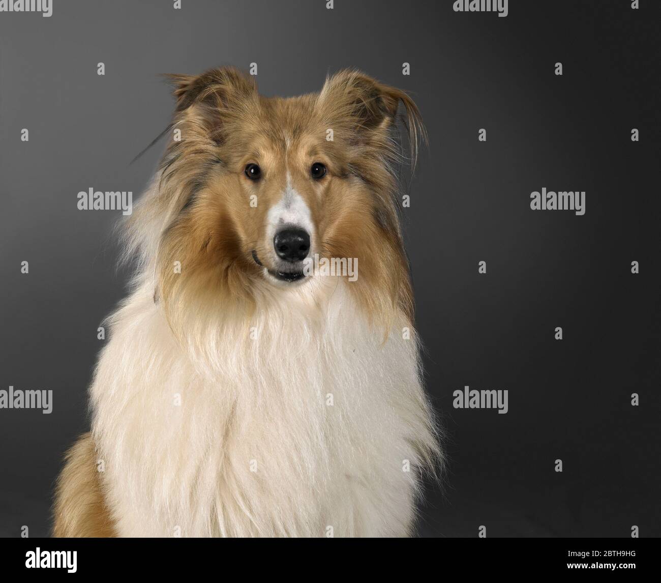 Ritratto di un cane Rough Collie nella schiena scura Foto Stock