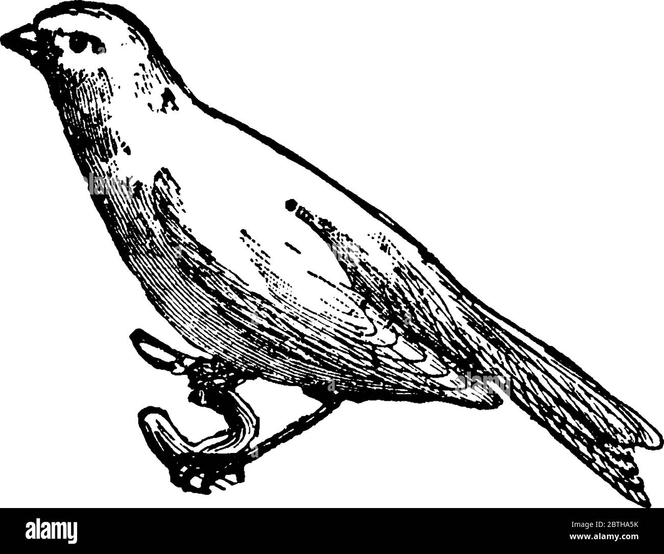 Gli uccelli canarini sono piccoli uccelli songbirds gialli della famiglia delle finche, disegno di linea d'epoca o illustrazione dell'incisione Illustrazione Vettoriale