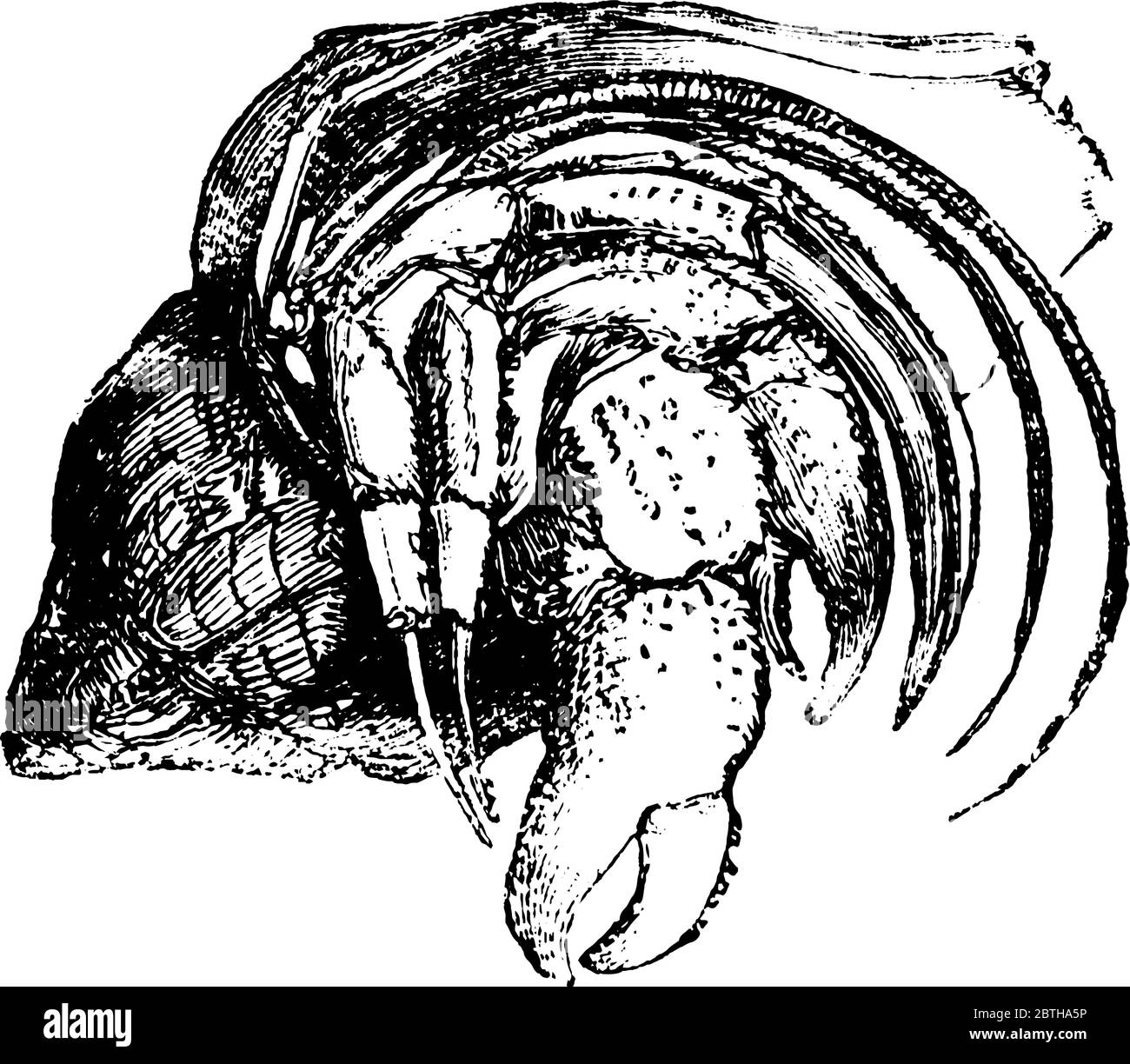 Un granchio eremita con coda e corpo esoscheletro duro, testa, gambe e pinze che si estendono fuori dalla sua conchiglia. Quando allarmato, l'eremita granchio w Illustrazione Vettoriale