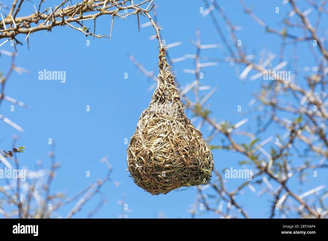 Nido del Capo Weaver (Ploceus capensis) fatto di tessuto di materiale vegetale essiccato appeso da albero di spina, Capo orientale, Sudafrica Foto Stock