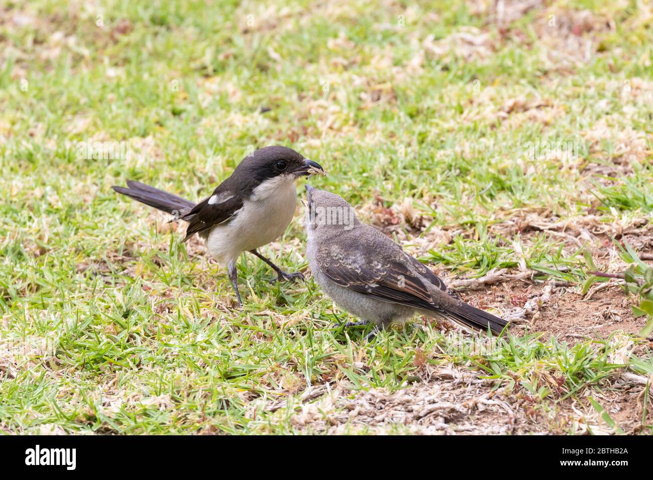 Male Common Fiscal (Lanius collaris) aka Fiscal Shrike, Butcher Bird, Jackie Hangman, Western Cape, Sud Africa alimentando in fuga con la cavalletta Foto Stock