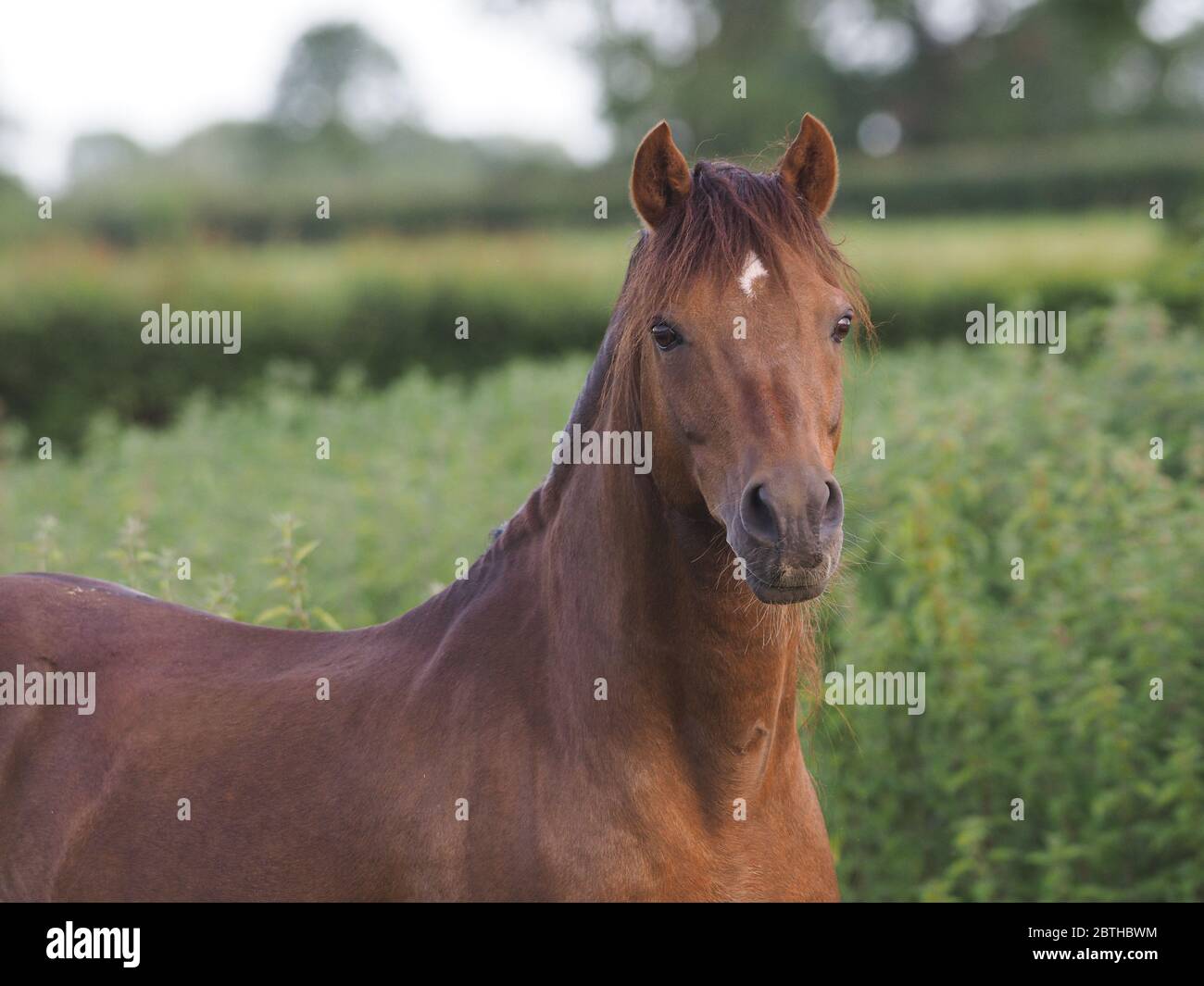 Un colpo di testa di uno stallone gallese della baia Foto Stock