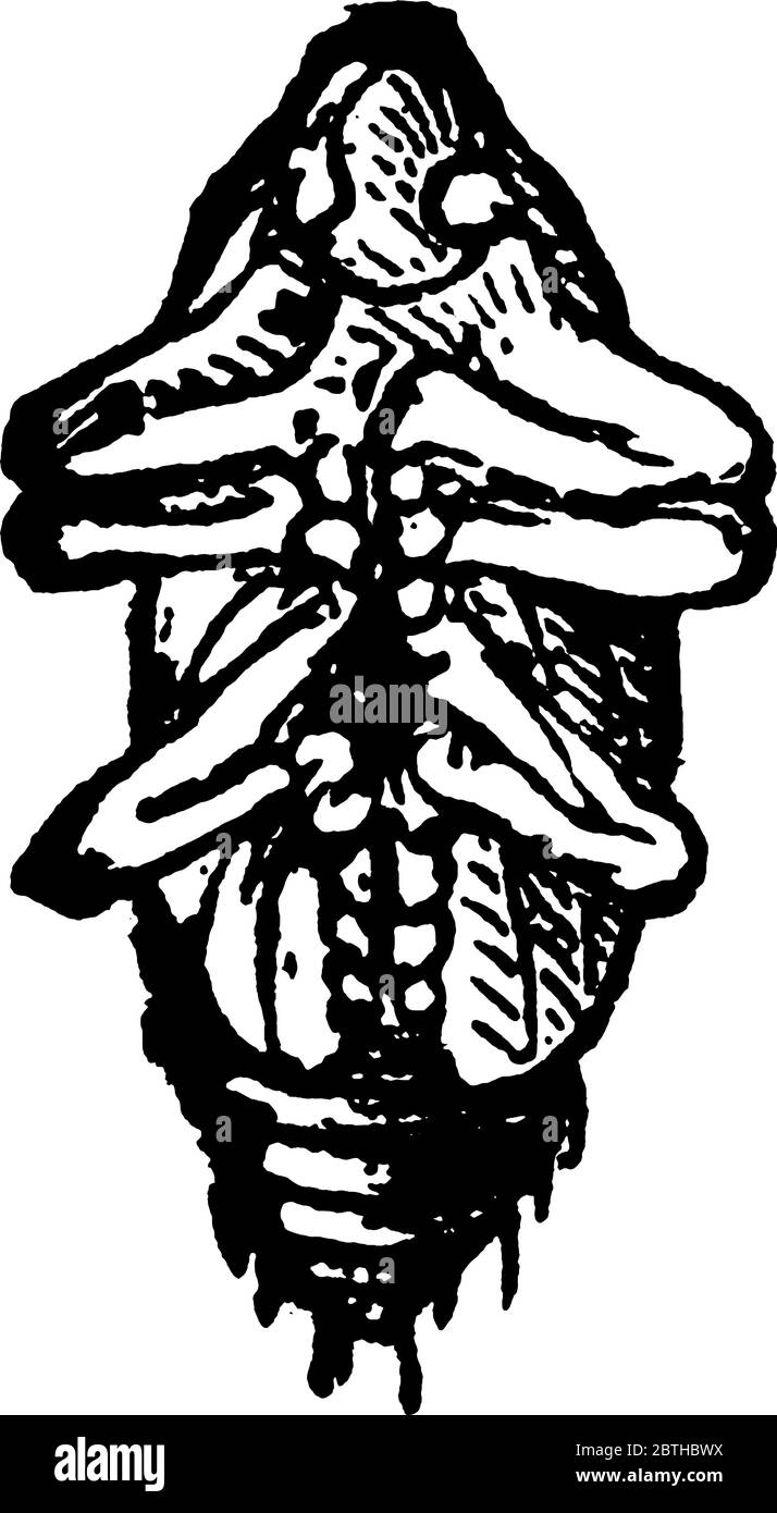 Immagine pupa della specie vitta diacritica, vista dal basso, disegno di linee vintage o illustrazione dell'incisione. Illustrazione Vettoriale