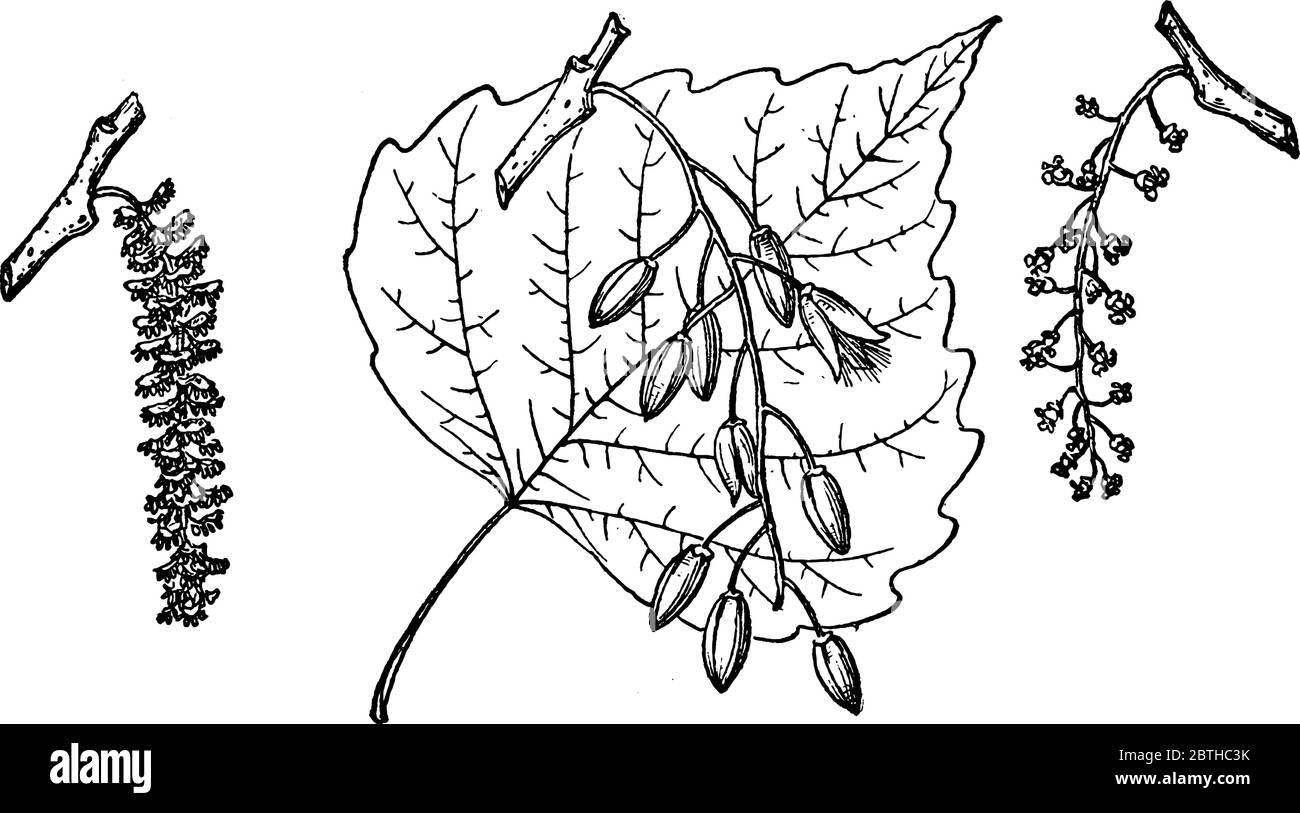 Popoloso Wislizeni è una pianta di cottonwood, qui immagine che mostra ramo, foglie, gemme di popoloso Wislizeni, disegno di linea d'annata o incisione illustratio Illustrazione Vettoriale