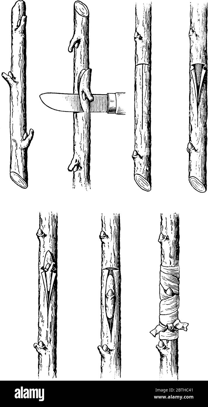 Budding è un tipo di riproduzione asessuale. Attraverso questa tecnica il nuovo organismo (pianta o albero) nasce dal germoglio di un'altra pianta o albero, il vintag Illustrazione Vettoriale