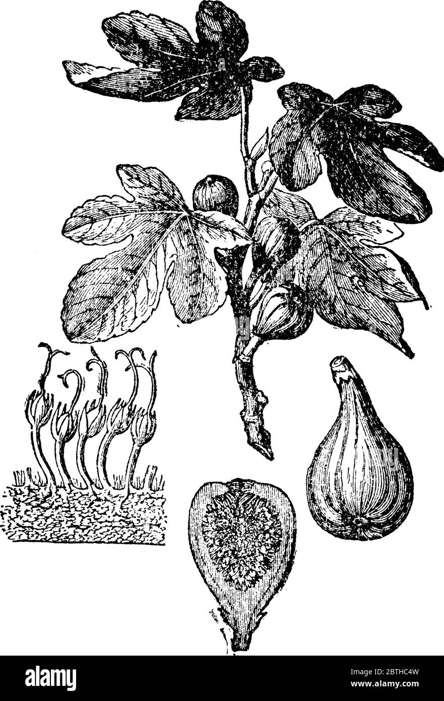 La Fig è una specie temperata del Medio Oriente e dell'Europa orientale. È ampiamente coltivato fin dall'antichità per i suoi frutti, anche indicati come fichi Illustrazione Vettoriale