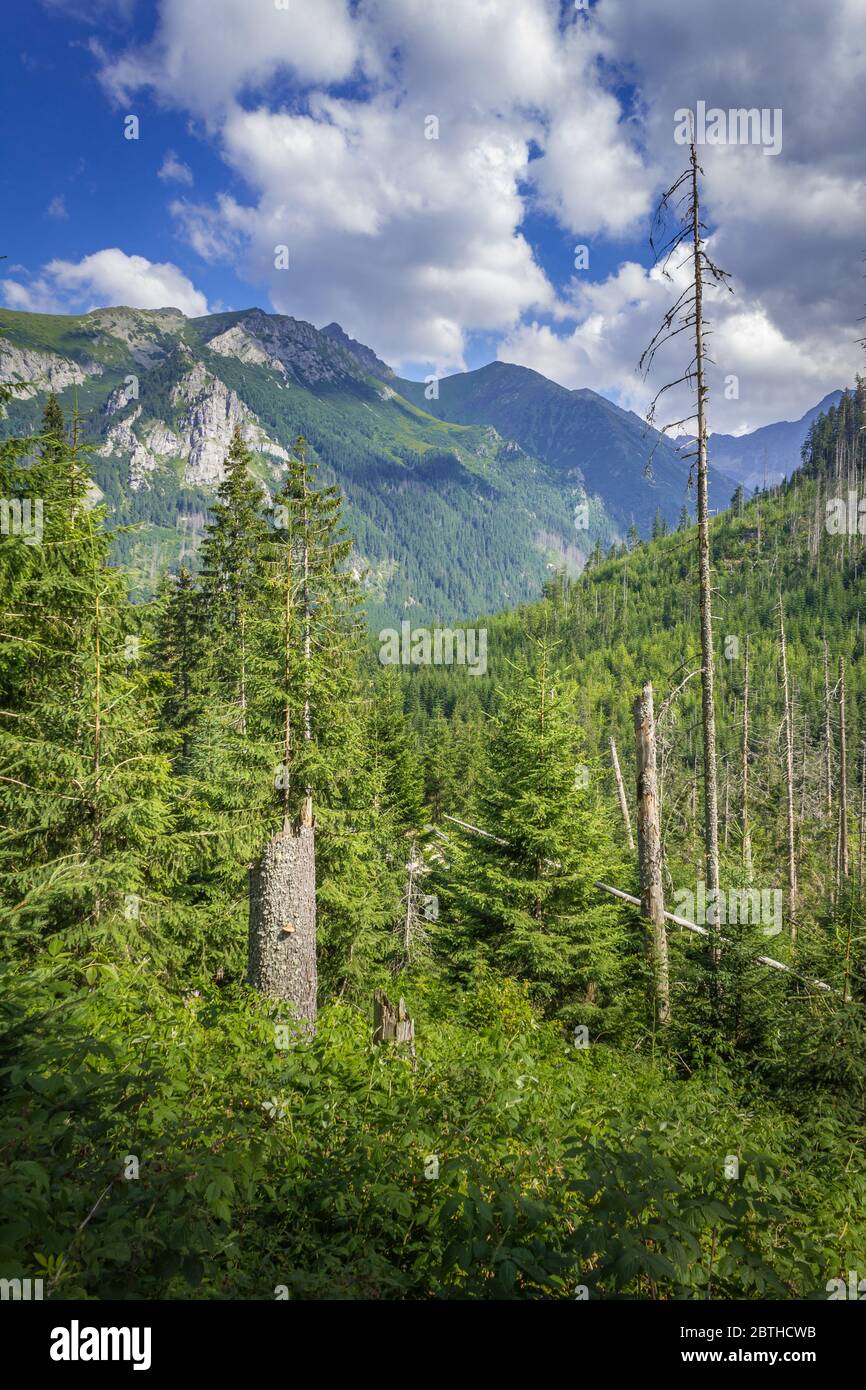 Polonia. Monti Tatra. Sentiero per Morskie Oko. Vegetazione lungo la strada, alberi morti. Foto Stock