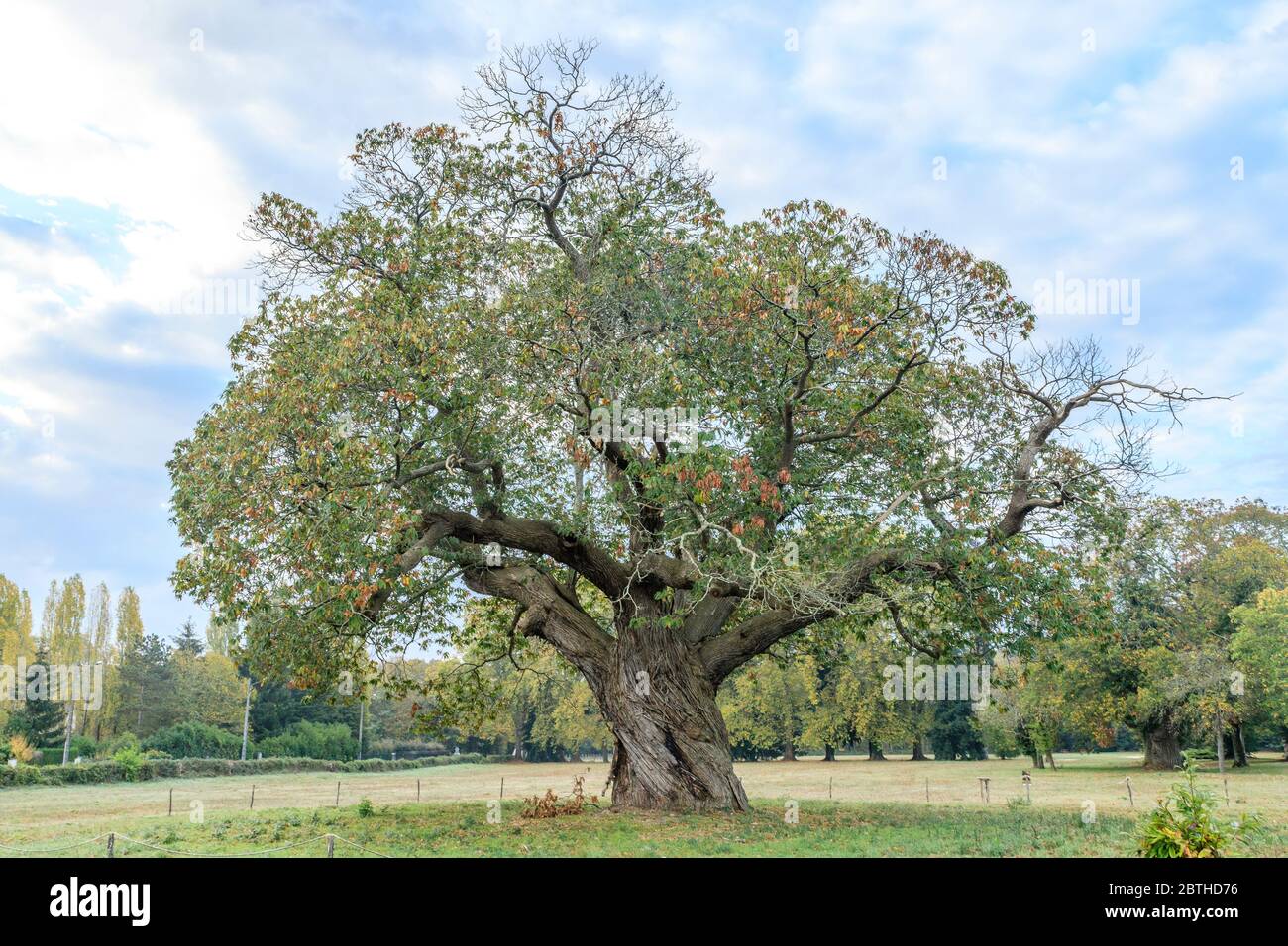 Francia, Indre et Loire, Veigne, Championniere frazione, castagno Castanea sativa) elencato albero notevole di Francia da associazione A.R.B.R.E.S. // Franc Foto Stock