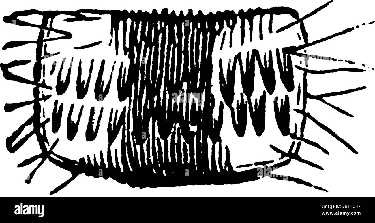 Il dettaglio strutturale e la rappresentazione della specie Anisopteryx pometaria, disegno di linee d'annata o illustrazione di incisione. Illustrazione Vettoriale