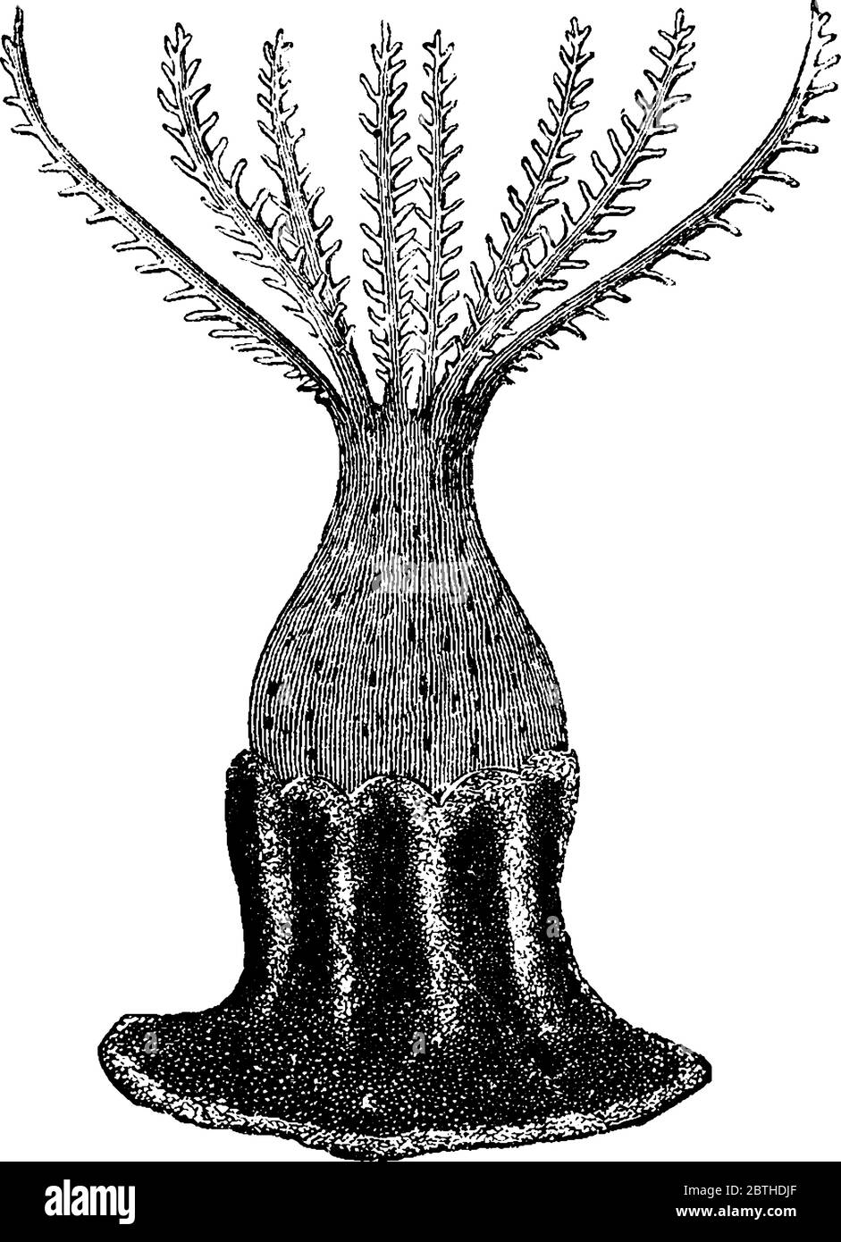 I coralli blu sono invertebrati marini all'interno della classe Anthozoi del phylum Cnidaria, hanno bisogno di acqua chiara che lascia passare la luce del sole., linea vintage Illustrazione Vettoriale