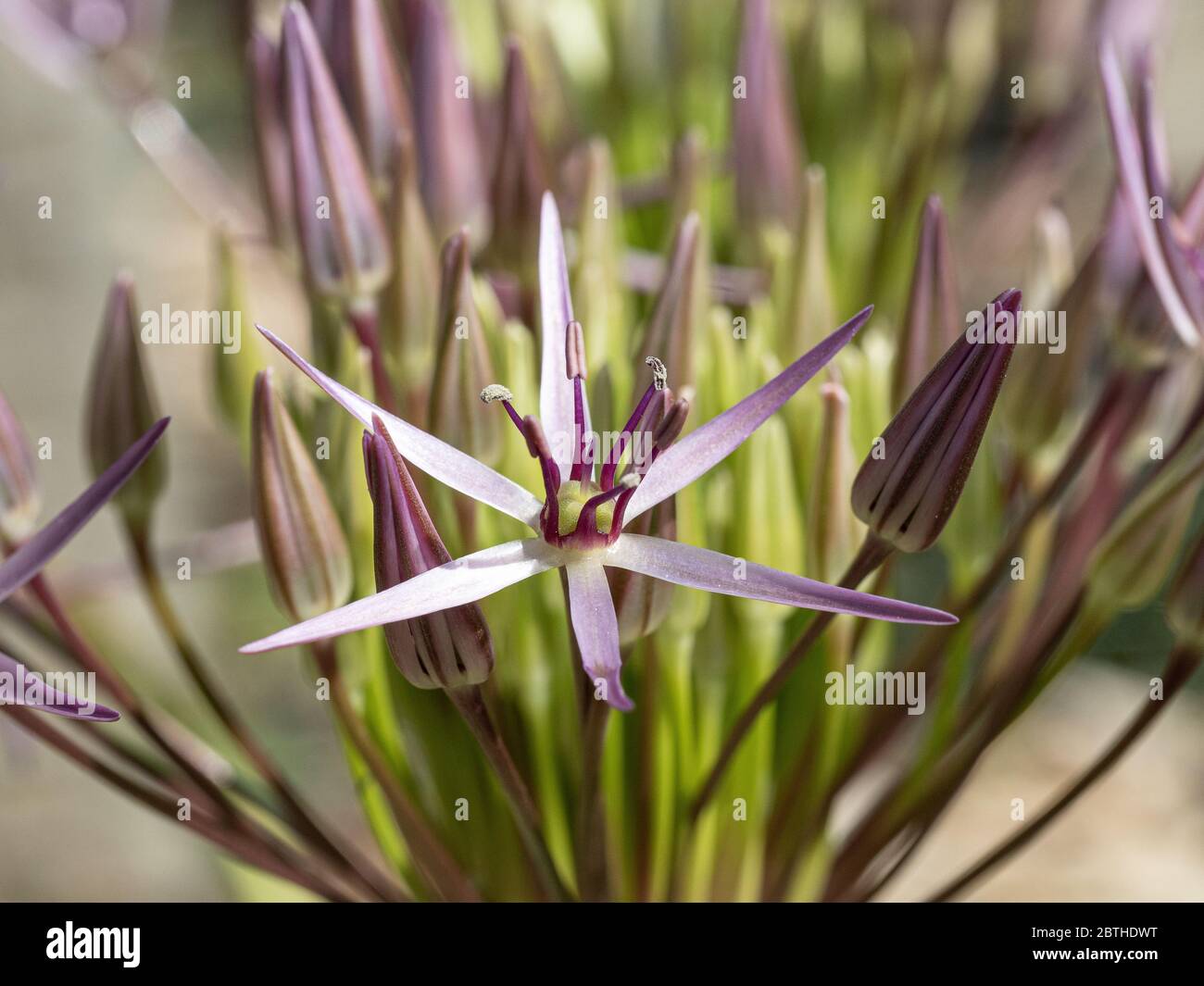 Un primo piano di un singolo fiore di Allium christophii circondato da boccioli chiusi Foto Stock